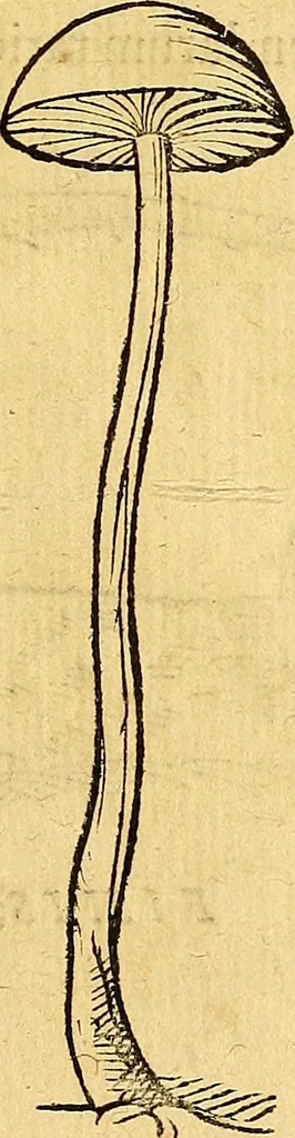 An illustration from Historia novi et admirabilis fontis balneique Bollensis in Ducatu Vvirtembergico ad acidulas Goepingenses ..., 1598, leaf 570