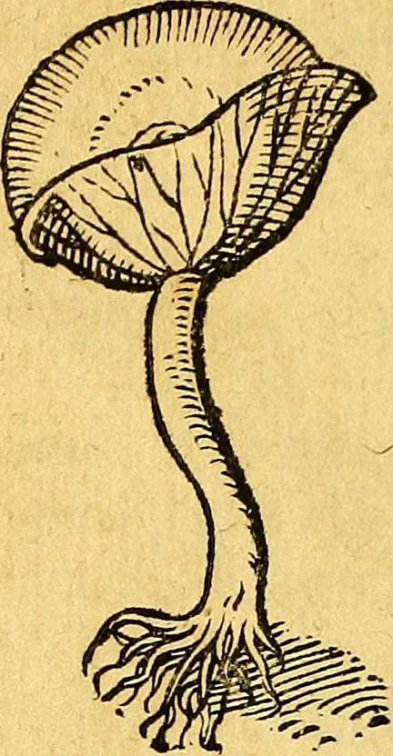 An illustration from Historia novi et admirabilis fontis balneique Bollensis in Ducatu Vvirtembergico ad acidulas Goepingenses ..., 1598, leaf 571