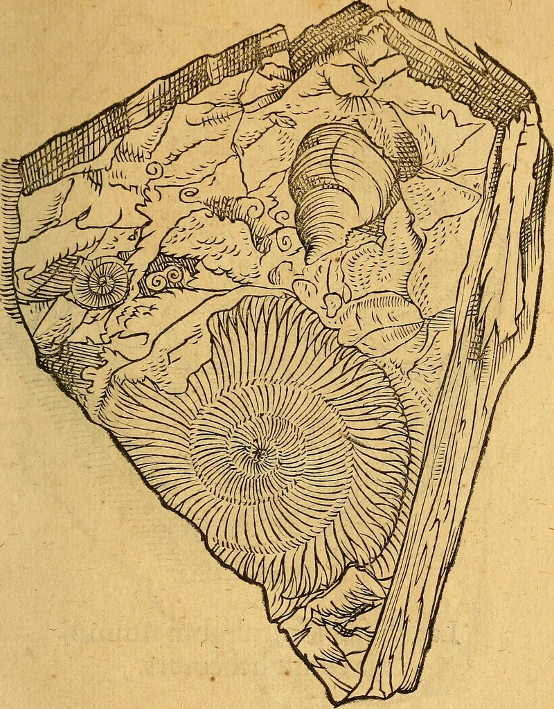 An illustration from Historia novi et admirabilis fontis balneique Bollensis in Ducatu Wirtembergico ad acidulas Goepingenses : mandato illustris. principis ac D.D. Frid. Ducis Vvirtemberg. et Teccensis. Comitis Montisbelig. &c. ac Equ. Ord. Reg. Gall. ad subditorum omniumqu[e] vicinorum & exterorum emolumentum ob vires insignes adornati,, 1598, leaf 350