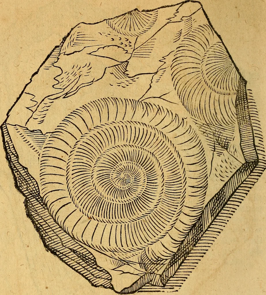 An illustration from Historia novi et admirabilis fontis balneique Bollensis in Ducatu Wirtembergico ad acidulas Goepingenses : mandato illustris. principis ac D.D. Frid. Ducis Vvirtemberg. et Teccensis. Comitis Montisbelig. &c. ac Equ. Ord. Reg. Gall. ad subditorum omniumqu[e] vicinorum & exterorum emolumentum ob vires insignes adornati,, 1598, leaf 351