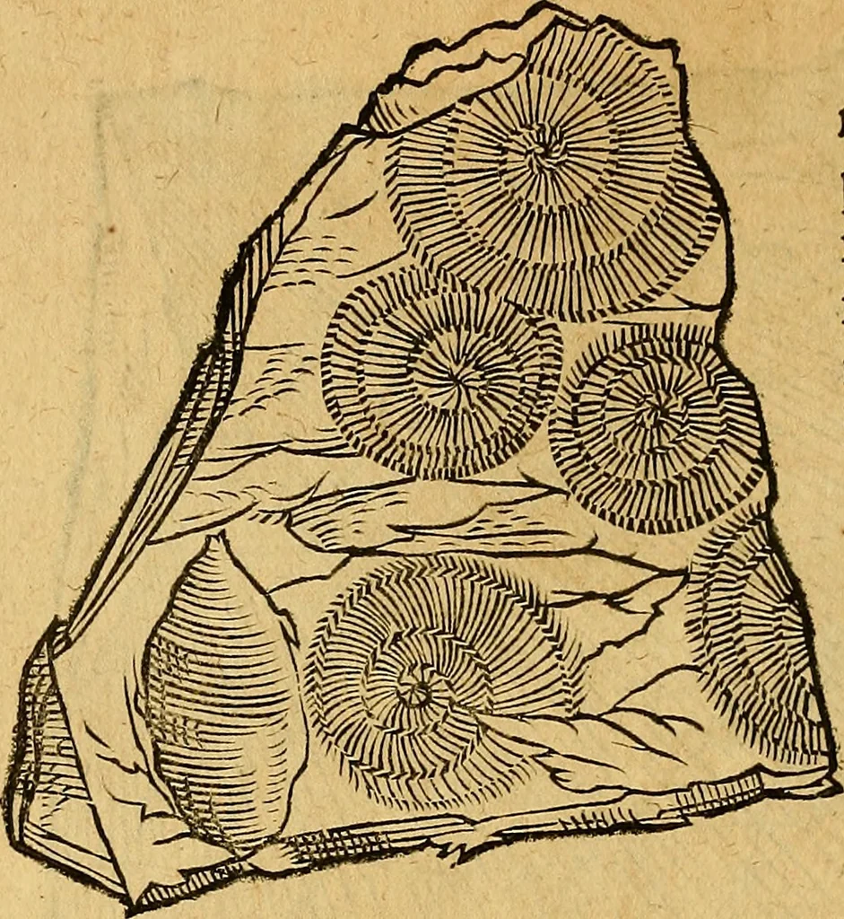 An illustration from Historia novi et admirabilis fontis balneique Bollensis in Ducatu Wirtembergico ad acidulas Goepingenses : mandato illustris. principis ac D.D. Frid. Ducis Vvirtemberg. et Teccensis. Comitis Montisbelig. &c. ac Equ. Ord. Reg. Gall. ad subditorum omniumqu[e] vicinorum & exterorum emolumentum ob vires insignes adornati,, 1598, leaf 355