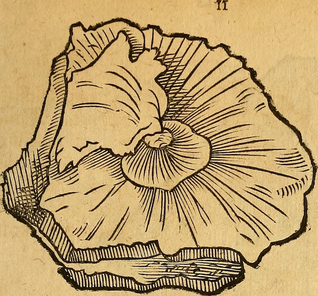 An illustration from Historia novi et admirabilis fontis balneique Bollensis in Ducatu Wirtembergico ad acidulas Goepingenses : mandato illustris. principis ac D.D. Frid. Ducis Vvirtemberg. et Teccensis. Comitis Montisbelig. &c. ac Equ. Ord. Reg. Gall. ad subditorum omniumqu[e] vicinorum & exterorum emolumentum ob vires insignes adornati,, 1598, leaf 356