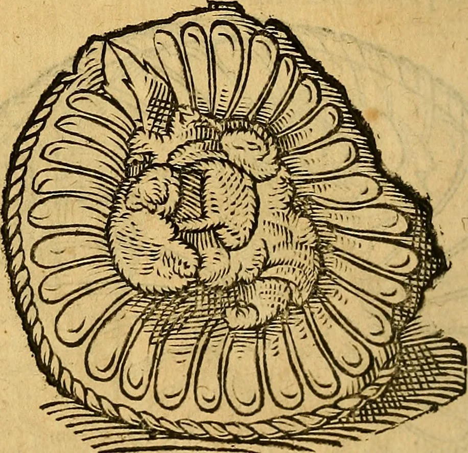 An illustration from Historia novi et admirabilis fontis balneique Bollensis in Ducatu Wirtembergico ad acidulas Goepingenses : mandato illustris. principis ac D.D. Frid. Ducis Vvirtemberg. et Teccensis. Comitis Montisbelig. &c. ac Equ. Ord. Reg. Gall. ad subditorum omniumqu[e] vicinorum & exterorum emolumentum ob vires insignes adornati,, 1598, leaf 361