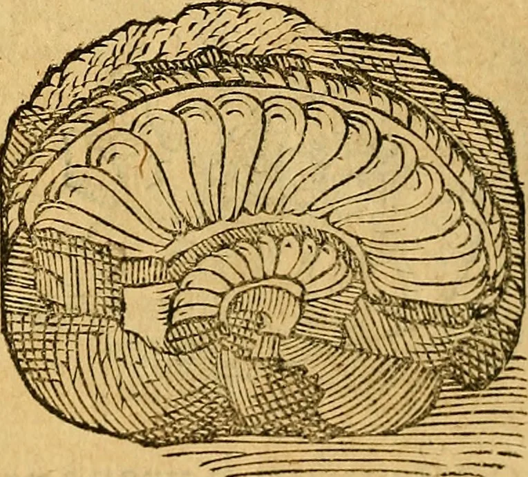 An illustration from Historia novi et admirabilis fontis balneique Bollensis in Ducatu Wirtembergico ad acidulas Goepingenses : mandato illustris. principis ac D.D. Frid. Ducis Vvirtemberg. et Teccensis. Comitis Montisbelig. &c. ac Equ. Ord. Reg. Gall. ad subditorum omniumqu[e] vicinorum & exterorum emolumentum ob vires insignes adornati,, 1598, leaf 363