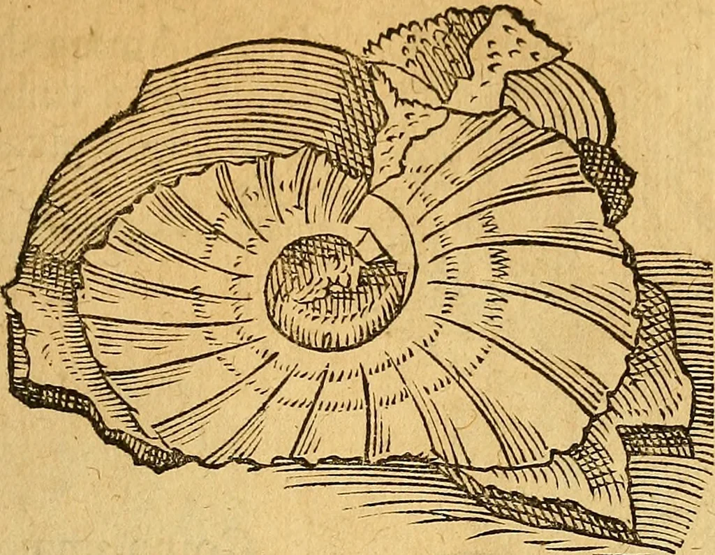An illustration from Historia novi et admirabilis fontis balneique Bollensis in Ducatu Wirtembergico ad acidulas Goepingenses : mandato illustris. principis ac D.D. Frid. Ducis Vvirtemberg. et Teccensis. Comitis Montisbelig. &c. ac Equ. Ord. Reg. Gall. ad subditorum omniumqu[e] vicinorum & exterorum emolumentum ob vires insignes adornati,, 1598, leaf 364