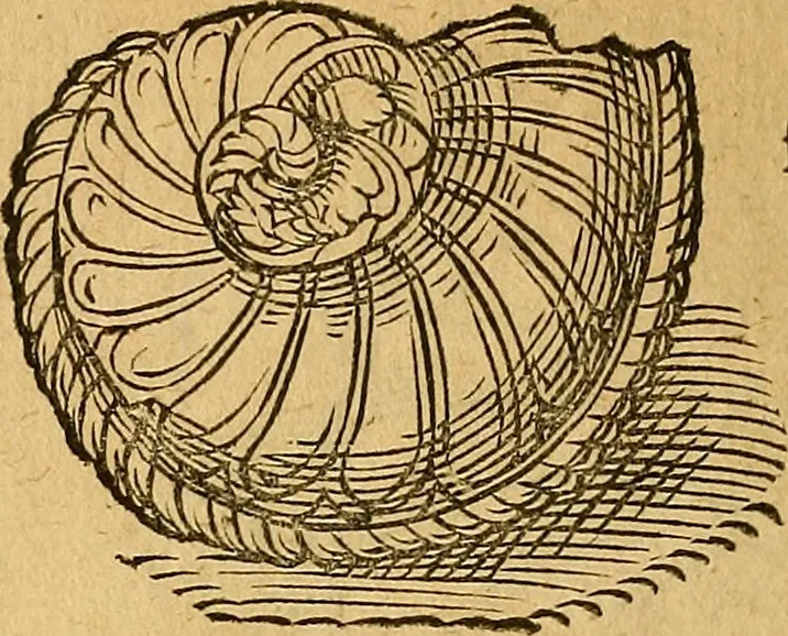 An illustration from Historia novi et admirabilis fontis balneique Bollensis in Ducatu Wirtembergico ad acidulas Goepingenses : mandato illustris. principis ac D.D. Frid. Ducis Vvirtemberg. et Teccensis. Comitis Montisbelig. &c. ac Equ. Ord. Reg. Gall. ad subditorum omniumqu[e] vicinorum & exterorum emolumentum ob vires insignes adornati,, 1598, leaf 365