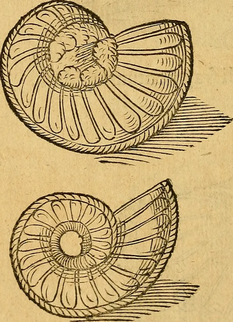 An illustration from Historia novi et admirabilis fontis balneique Bollensis in Ducatu Wirtembergico ad acidulas Goepingenses : mandato illustris. principis ac D.D. Frid. Ducis Vvirtemberg. et Teccensis. Comitis Montisbelig. &c. ac Equ. Ord. Reg. Gall. ad subditorum omniumqu[e] vicinorum & exterorum emolumentum ob vires insignes adornati,, 1598, leaf 365