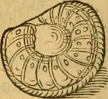 An illustration from Historia novi et admirabilis fontis balneique Bollensis in Ducatu Wirtembergico ad acidulas Goepingenses : mandato illustris. principis ac D.D. Frid. Ducis Vvirtemberg. et Teccensis. Comitis Montisbelig. &c. ac Equ. Ord. Reg. Gall. ad subditorum omniumqu[e] vicinorum & exterorum emolumentum ob vires insignes adornati,, 1598, leaf 365