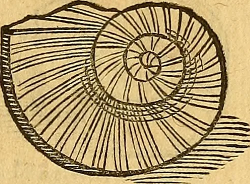 An illustration from Historia novi et admirabilis fontis balneique Bollensis in Ducatu Wirtembergico ad acidulas Goepingenses : mandato illustris. principis ac D.D. Frid. Ducis Vvirtemberg. et Teccensis. Comitis Montisbelig. &c. ac Equ. Ord. Reg. Gall. ad subditorum omniumqu[e] vicinorum & exterorum emolumentum ob vires insignes adornati,, 1598, leaf 366