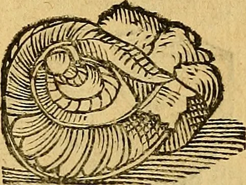 An illustration from Historia novi et admirabilis fontis balneique Bollensis in Ducatu Wirtembergico ad acidulas Goepingenses : mandato illustris. principis ac D.D. Frid. Ducis Vvirtemberg. et Teccensis. Comitis Montisbelig. &c. ac Equ. Ord. Reg. Gall. ad subditorum omniumqu[e] vicinorum & exterorum emolumentum ob vires insignes adornati,, 1598, leaf 367