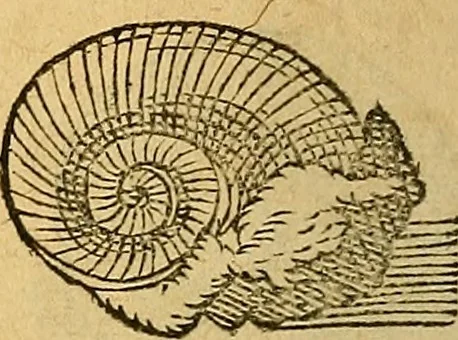 An illustration from Historia novi et admirabilis fontis balneique Bollensis in Ducatu Wirtembergico ad acidulas Goepingenses : mandato illustris. principis ac D.D. Frid. Ducis Vvirtemberg. et Teccensis. Comitis Montisbelig. &c. ac Equ. Ord. Reg. Gall. ad subditorum omniumqu[e] vicinorum & exterorum emolumentum ob vires insignes adornati,, 1598, leaf 367