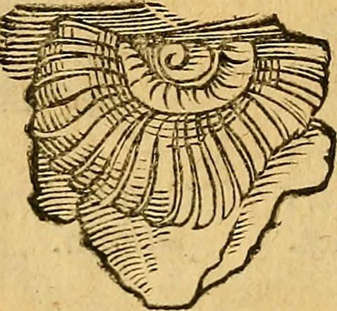 An illustration from Historia novi et admirabilis fontis balneique Bollensis in Ducatu Wirtembergico ad acidulas Goepingenses : mandato illustris. principis ac D.D. Frid. Ducis Vvirtemberg. et Teccensis. Comitis Montisbelig. &c. ac Equ. Ord. Reg. Gall. ad subditorum omniumqu[e] vicinorum & exterorum emolumentum ob vires insignes adornati,, 1598, leaf 367