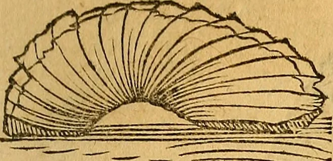 An illustration from Historia novi et admirabilis fontis balneique Bollensis in Ducatu Wirtembergico ad acidulas Goepingenses : mandato illustris. principis ac D.D. Frid. Ducis Vvirtemberg. et Teccensis. Comitis Montisbelig. &c. ac Equ. Ord. Reg. Gall. ad subditorum omniumqu[e] vicinorum & exterorum emolumentum ob vires insignes adornati,, 1598, leaf 368