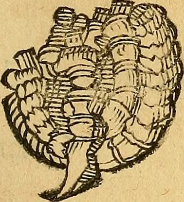 An illustration from Historia novi et admirabilis fontis balneique Bollensis in Ducatu Wirtembergico ad acidulas Goepingenses : mandato illustris. principis ac D.D. Frid. Ducis Vvirtemberg. et Teccensis. Comitis Montisbelig. &c. ac Equ. Ord. Reg. Gall. ad subditorum omniumqu[e] vicinorum & exterorum emolumentum ob vires insignes adornati,, 1598, leaf 368