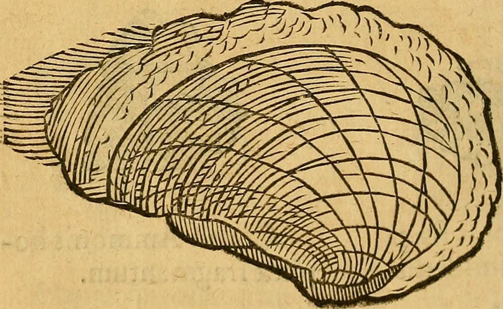 An illustration from Historia novi et admirabilis fontis balneique Bollensis in Ducatu Wirtembergico ad acidulas Goepingenses : mandato illustris. principis ac D.D. Frid. Ducis Vvirtemberg. et Teccensis. Comitis Montisbelig. &c. ac Equ. Ord. Reg. Gall. ad subditorum omniumqu[e] vicinorum & exterorum emolumentum ob vires insignes adornati,, 1598, leaf 369