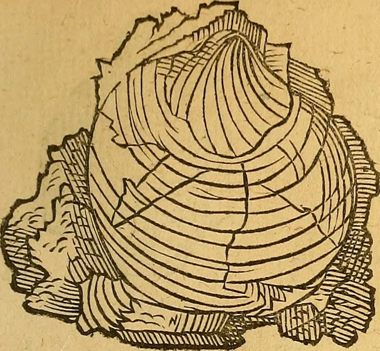 An illustration from Historia novi et admirabilis fontis balneique Bollensis in Ducatu Wirtembergico ad acidulas Goepingenses : mandato illustris. principis ac D.D. Frid. Ducis Vvirtemberg. et Teccensis. Comitis Montisbelig. &c. ac Equ. Ord. Reg. Gall. ad subditorum omniumqu[e] vicinorum & exterorum emolumentum ob vires insignes adornati,, 1598, leaf 370
