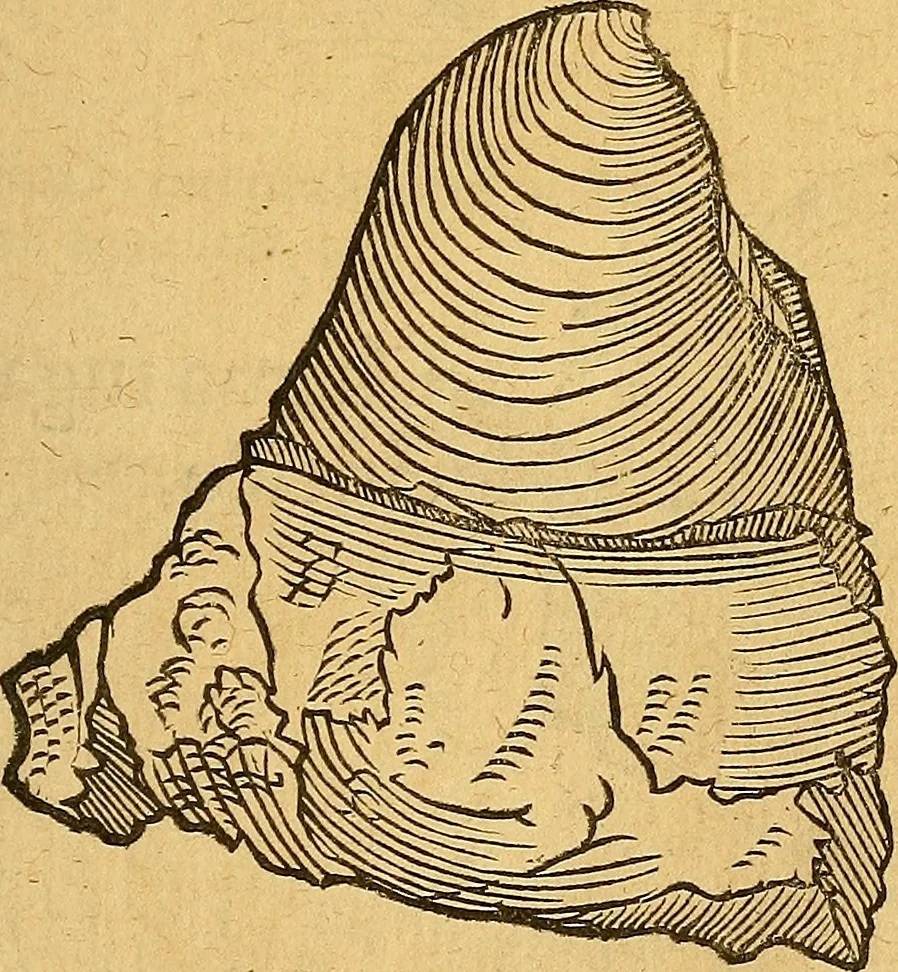 An illustration from Historia novi et admirabilis fontis balneique Bollensis in Ducatu Wirtembergico ad acidulas Goepingenses : mandato illustris. principis ac D.D. Frid. Ducis Vvirtemberg. et Teccensis. Comitis Montisbelig. &c. ac Equ. Ord. Reg. Gall. ad subditorum omniumqu[e] vicinorum & exterorum emolumentum ob vires insignes adornati,, 1598, leaf 370