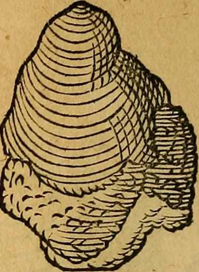 An illustration from Historia novi et admirabilis fontis balneique Bollensis in Ducatu Wirtembergico ad acidulas Goepingenses : mandato illustris. principis ac D.D. Frid. Ducis Vvirtemberg. et Teccensis. Comitis Montisbelig. &c. ac Equ. Ord. Reg. Gall. ad subditorum omniumqu[e] vicinorum & exterorum emolumentum ob vires insignes adornati,, 1598, leaf 371