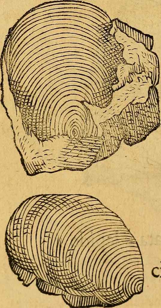 An illustration from Historia novi et admirabilis fontis balneique Bollensis in Ducatu Wirtembergico ad acidulas Goepingenses : mandato illustris. principis ac D.D. Frid. Ducis Vvirtemberg. et Teccensis. Comitis Montisbelig. &c. ac Equ. Ord. Reg. Gall. ad subditorum omniumqu[e] vicinorum & exterorum emolumentum ob vires insignes adornati,, 1598, leaf 371