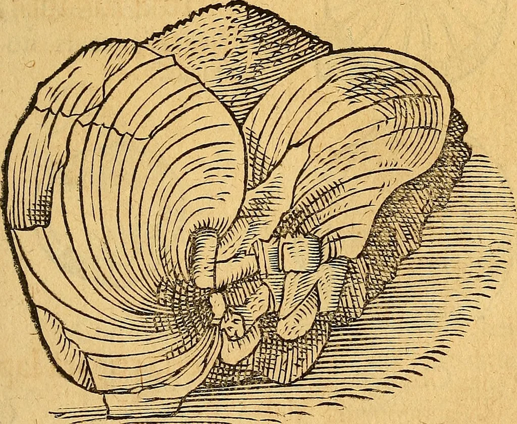 An illustration from Historia novi et admirabilis fontis balneique Bollensis in Ducatu Wirtembergico ad acidulas Goepingenses : mandato illustris. principis ac D.D. Frid. Ducis Vvirtemberg. et Teccensis. Comitis Montisbelig. &c. ac Equ. Ord. Reg. Gall. ad subditorum omniumqu[e] vicinorum & exterorum emolumentum ob vires insignes adornati,, 1598, leaf 372