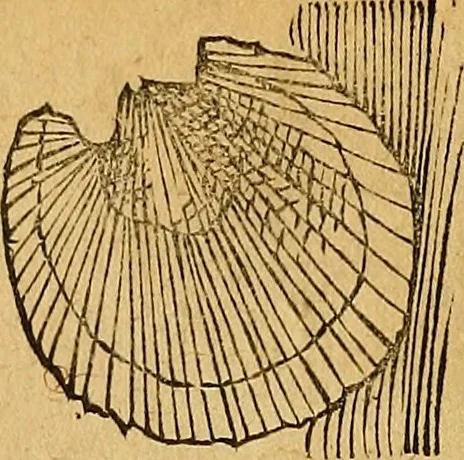 An illustration from Historia novi et admirabilis fontis balneique Bollensis in Ducatu Wirtembergico ad acidulas Goepingenses : mandato illustris. principis ac D.D. Frid. Ducis Vvirtemberg. et Teccensis. Comitis Montisbelig. &c. ac Equ. Ord. Reg. Gall. ad subditorum omniumqu[e] vicinorum & exterorum emolumentum ob vires insignes adornati,, 1598, leaf 373