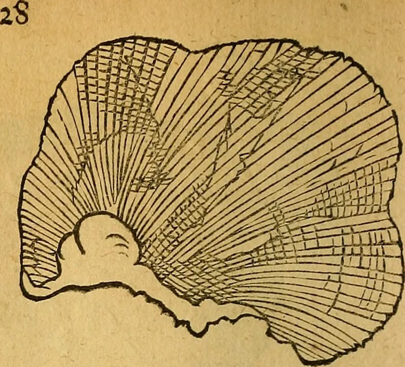 An illustration from Historia novi et admirabilis fontis balneique Bollensis in Ducatu Wirtembergico ad acidulas Goepingenses : mandato illustris. principis ac D.D. Frid. Ducis Vvirtemberg. et Teccensis. Comitis Montisbelig. &c. ac Equ. Ord. Reg. Gall. ad subditorum omniumqu[e] vicinorum & exterorum emolumentum ob vires insignes adornati,, 1598, leaf 373