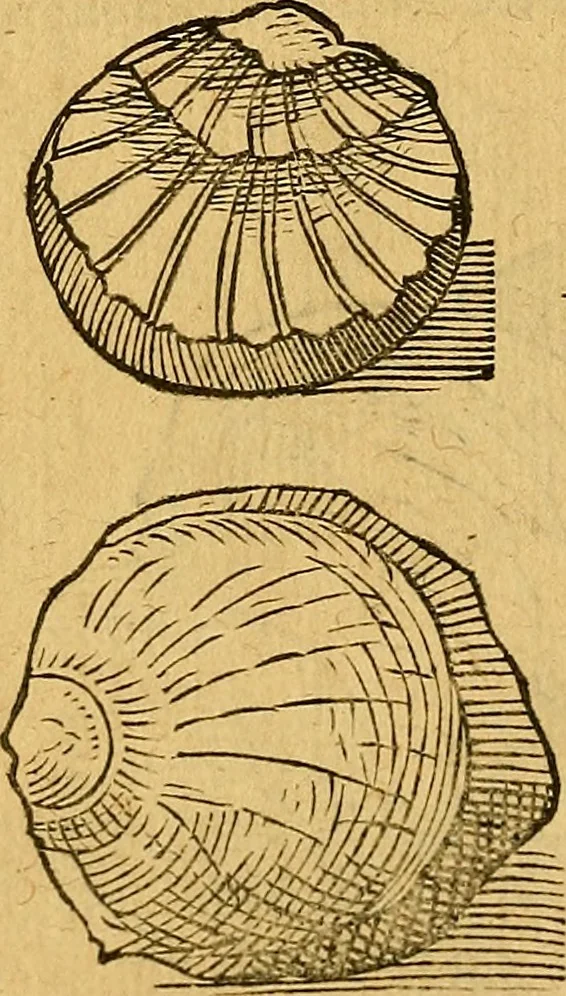 An illustration from Historia novi et admirabilis fontis balneique Bollensis in Ducatu Wirtembergico ad acidulas Goepingenses : mandato illustris. principis ac D.D. Frid. Ducis Vvirtemberg. et Teccensis. Comitis Montisbelig. &c. ac Equ. Ord. Reg. Gall. ad subditorum omniumqu[e] vicinorum & exterorum emolumentum ob vires insignes adornati,, 1598, leaf 373