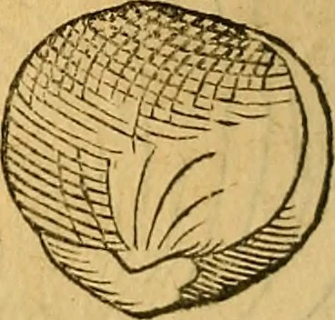 An illustration from Historia novi et admirabilis fontis balneique Bollensis in Ducatu Wirtembergico ad acidulas Goepingenses : mandato illustris. principis ac D.D. Frid. Ducis Vvirtemberg. et Teccensis. Comitis Montisbelig. &c. ac Equ. Ord. Reg. Gall. ad subditorum omniumqu[e] vicinorum & exterorum emolumentum ob vires insignes adornati,, 1598, leaf 373