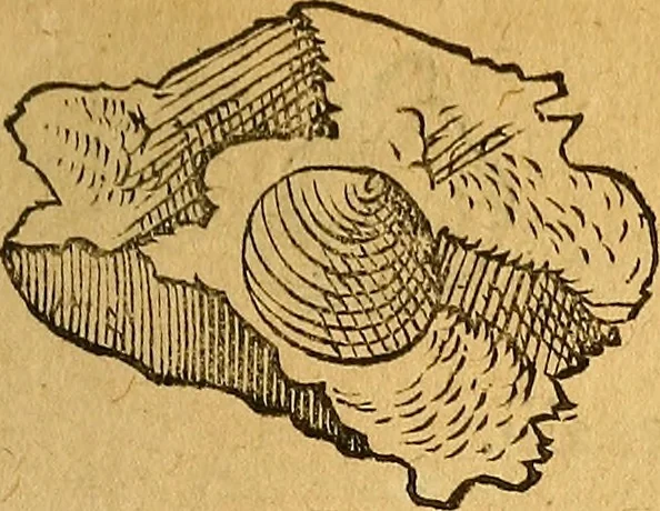 An illustration from Historia novi et admirabilis fontis balneique Bollensis in Ducatu Wirtembergico ad acidulas Goepingenses : mandato illustris. principis ac D.D. Frid. Ducis Vvirtemberg. et Teccensis. Comitis Montisbelig. &c. ac Equ. Ord. Reg. Gall. ad subditorum omniumqu[e] vicinorum & exterorum emolumentum ob vires insignes adornati,, 1598, leaf 374