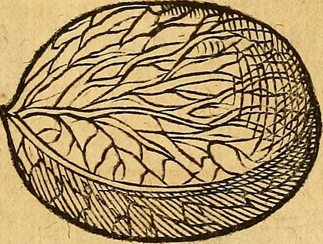 An illustration from Historia novi et admirabilis fontis balneique Bollensis in Ducatu Wirtembergico ad acidulas Goepingenses : mandato illustris. principis ac D.D. Frid. Ducis Vvirtemberg. et Teccensis. Comitis Montisbelig. &c. ac Equ. Ord. Reg. Gall. ad subditorum omniumqu[e] vicinorum & exterorum emolumentum ob vires insignes adornati,, 1598, leaf 380