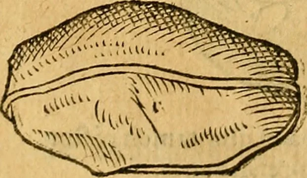 An illustration from Historia novi et admirabilis fontis balneique Bollensis in Ducatu Wirtembergico ad acidulas Goepingenses : mandato illustris. principis ac D.D. Frid. Ducis Vvirtemberg. et Teccensis. Comitis Montisbelig. &c. ac Equ. Ord. Reg. Gall. ad subditorum omniumqu[e] vicinorum & exterorum emolumentum ob vires insignes adornati,, 1598, leaf 381
