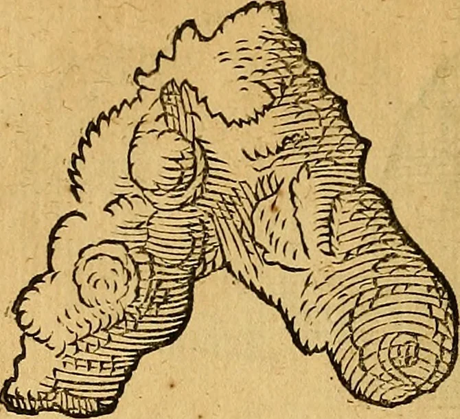 An illustration from Historia novi et admirabilis fontis balneique Bollensis in Ducatu Wirtembergico ad acidulas Goepingenses : mandato illustris. principis ac D.D. Frid. Ducis Vvirtemberg. et Teccensis. Comitis Montisbelig. &c. ac Equ. Ord. Reg. Gall. ad subditorum omniumqu[e] vicinorum & exterorum emolumentum ob vires insignes adornati,, 1598, leaf 385