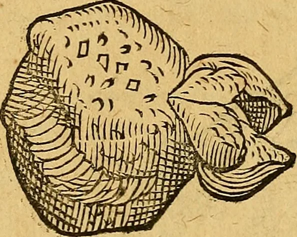 An illustration from Historia novi et admirabilis fontis balneique Bollensis in Ducatu Wirtembergico ad acidulas Goepingenses : mandato illustris. principis ac D.D. Frid. Ducis Vvirtemberg. et Teccensis. Comitis Montisbelig. &c. ac Equ. Ord. Reg. Gall. ad subditorum omniumqu[e] vicinorum & exterorum emolumentum ob vires insignes adornati,, 1598, leaf 385
