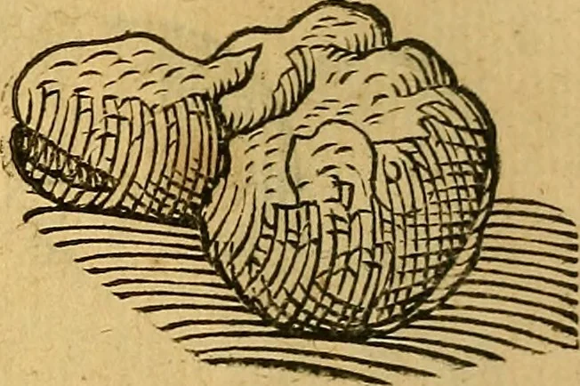 An illustration from Historia novi et admirabilis fontis balneique Bollensis in Ducatu Wirtembergico ad acidulas Goepingenses : mandato illustris. principis ac D.D. Frid. Ducis Vvirtemberg. et Teccensis. Comitis Montisbelig. &c. ac Equ. Ord. Reg. Gall. ad subditorum omniumqu[e] vicinorum & exterorum emolumentum ob vires insignes adornati,, 1598, leaf 385