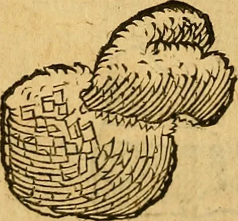 An illustration from Historia novi et admirabilis fontis balneique Bollensis in Ducatu Wirtembergico ad acidulas Goepingenses : mandato illustris. principis ac D.D. Frid. Ducis Vvirtemberg. et Teccensis. Comitis Montisbelig. &c. ac Equ. Ord. Reg. Gall. ad subditorum omniumqu[e] vicinorum & exterorum emolumentum ob vires insignes adornati,, 1598, leaf 385