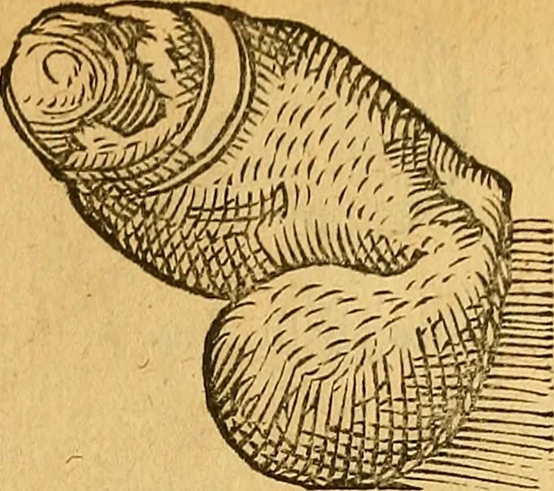 An illustration from Historia novi et admirabilis fontis balneique Bollensis in Ducatu Wirtembergico ad acidulas Goepingenses : mandato illustris. principis ac D.D. Frid. Ducis Vvirtemberg. et Teccensis. Comitis Montisbelig. &c. ac Equ. Ord. Reg. Gall. ad subditorum omniumqu[e] vicinorum & exterorum emolumentum ob vires insignes adornati,, 1598, leaf 386