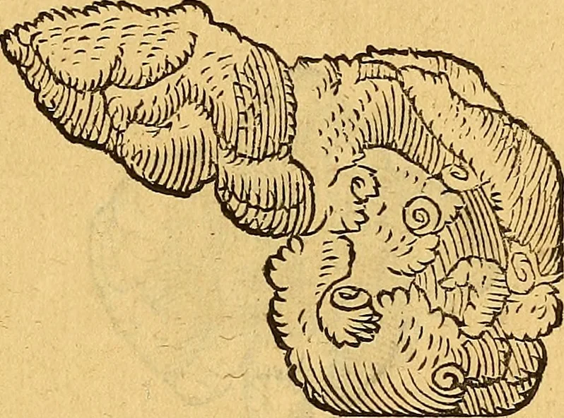 An illustration from Historia novi et admirabilis fontis balneique Bollensis in Ducatu Wirtembergico ad acidulas Goepingenses : mandato illustris. principis ac D.D. Frid. Ducis Vvirtemberg. et Teccensis. Comitis Montisbelig. &c. ac Equ. Ord. Reg. Gall. ad subditorum omniumqu[e] vicinorum & exterorum emolumentum ob vires insignes adornati,, 1598, leaf 386
