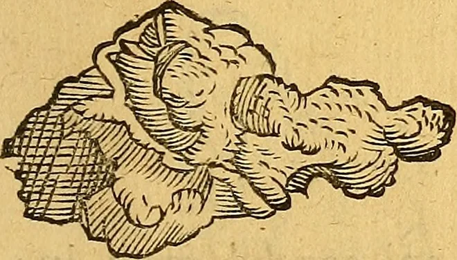 An illustration from Historia novi et admirabilis fontis balneique Bollensis in Ducatu Wirtembergico ad acidulas Goepingenses : mandato illustris. principis ac D.D. Frid. Ducis Vvirtemberg. et Teccensis. Comitis Montisbelig. &c. ac Equ. Ord. Reg. Gall. ad subditorum omniumqu[e] vicinorum & exterorum emolumentum ob vires insignes adornati,, 1598, leaf 386