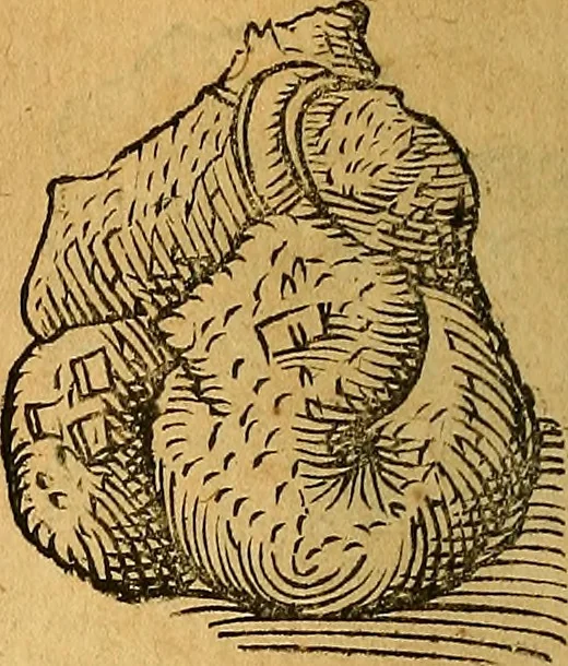 An illustration from Historia novi et admirabilis fontis balneique Bollensis in Ducatu Wirtembergico ad acidulas Goepingenses : mandato illustris. principis ac D.D. Frid. Ducis Vvirtemberg. et Teccensis. Comitis Montisbelig. &c. ac Equ. Ord. Reg. Gall. ad subditorum omniumqu[e] vicinorum & exterorum emolumentum ob vires insignes adornati,, 1598, leaf 387