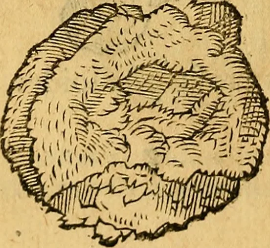 An illustration from Historia novi et admirabilis fontis balneique Bollensis in Ducatu Wirtembergico ad acidulas Goepingenses : mandato illustris. principis ac D.D. Frid. Ducis Vvirtemberg. et Teccensis. Comitis Montisbelig. &c. ac Equ. Ord. Reg. Gall. ad subditorum omniumqu[e] vicinorum & exterorum emolumentum ob vires insignes adornati,, 1598, leaf 387