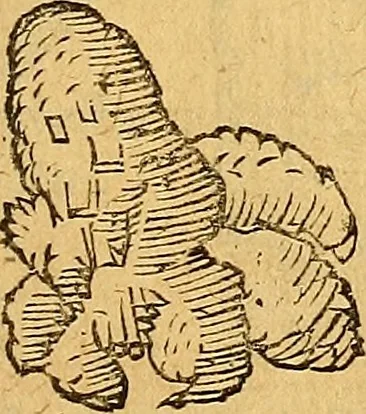 An illustration from Historia novi et admirabilis fontis balneique Bollensis in Ducatu Wirtembergico ad acidulas Goepingenses : mandato illustris. principis ac D.D. Frid. Ducis Vvirtemberg. et Teccensis. Comitis Montisbelig. &c. ac Equ. Ord. Reg. Gall. ad subditorum omniumqu[e] vicinorum & exterorum emolumentum ob vires insignes adornati,, 1598, leaf 388