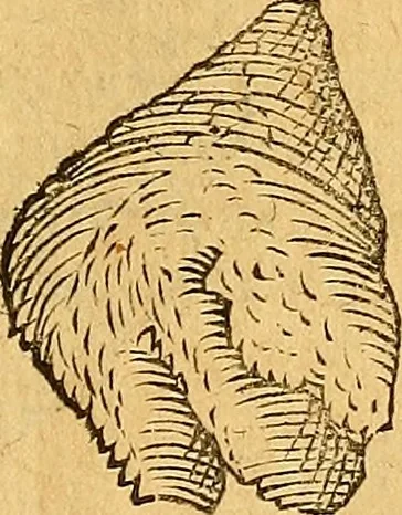 An illustration from Historia novi et admirabilis fontis balneique Bollensis in Ducatu Wirtembergico ad acidulas Goepingenses : mandato illustris. principis ac D.D. Frid. Ducis Vvirtemberg. et Teccensis. Comitis Montisbelig. &c. ac Equ. Ord. Reg. Gall. ad subditorum omniumqu[e] vicinorum & exterorum emolumentum ob vires insignes adornati,, 1598, leaf 388