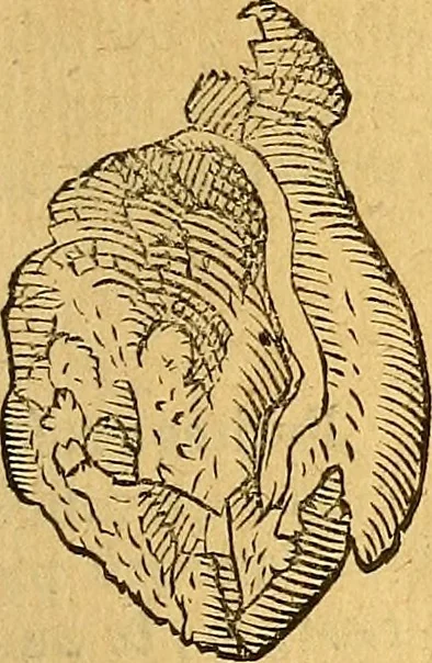 An illustration from Historia novi et admirabilis fontis balneique Bollensis in Ducatu Wirtembergico ad acidulas Goepingenses : mandato illustris. principis ac D.D. Frid. Ducis Vvirtemberg. et Teccensis. Comitis Montisbelig. &c. ac Equ. Ord. Reg. Gall. ad subditorum omniumqu[e] vicinorum & exterorum emolumentum ob vires insignes adornati,, 1598, leaf 390