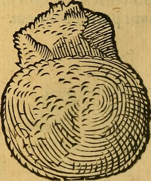 An illustration from Historia novi et admirabilis fontis balneique Bollensis in Ducatu Wirtembergico ad acidulas Goepingenses : mandato illustris. principis ac D.D. Frid. Ducis Vvirtemberg. et Teccensis. Comitis Montisbelig. &c. ac Equ. Ord. Reg. Gall. ad subditorum omniumqu[e] vicinorum & exterorum emolumentum ob vires insignes adornati,, 1598, leaf 393