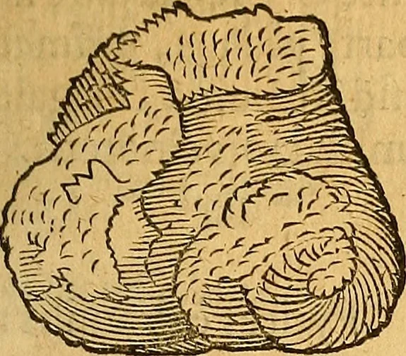 An illustration from Historia novi et admirabilis fontis balneique Bollensis in Ducatu Wirtembergico ad acidulas Goepingenses : mandato illustris. principis ac D.D. Frid. Ducis Vvirtemberg. et Teccensis. Comitis Montisbelig. &c. ac Equ. Ord. Reg. Gall. ad subditorum omniumqu[e] vicinorum & exterorum emolumentum ob vires insignes adornati,, 1598, leaf 394