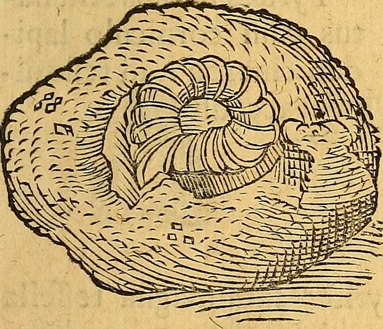 An illustration from Historia novi et admirabilis fontis balneique Bollensis in Ducatu Wirtembergico ad acidulas Goepingenses : mandato illustris. principis ac D.D. Frid. Ducis Vvirtemberg. et Teccensis. Comitis Montisbelig. &c. ac Equ. Ord. Reg. Gall. ad subditorum omniumqu[e] vicinorum & exterorum emolumentum ob vires insignes adornati,, 1598, leaf 394