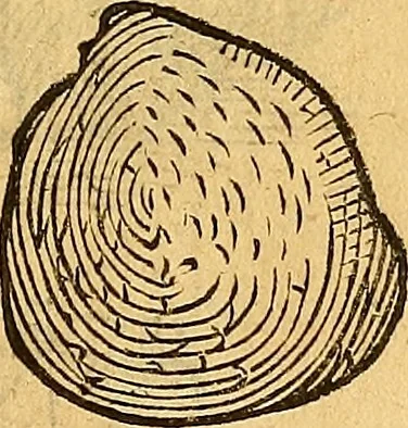 An illustration from Historia novi et admirabilis fontis balneique Bollensis in Ducatu Wirtembergico ad acidulas Goepingenses : mandato illustris. principis ac D.D. Frid. Ducis Vvirtemberg. et Teccensis. Comitis Montisbelig. &c. ac Equ. Ord. Reg. Gall. ad subditorum omniumqu[e] vicinorum & exterorum emolumentum ob vires insignes adornati,, 1598, leaf 394