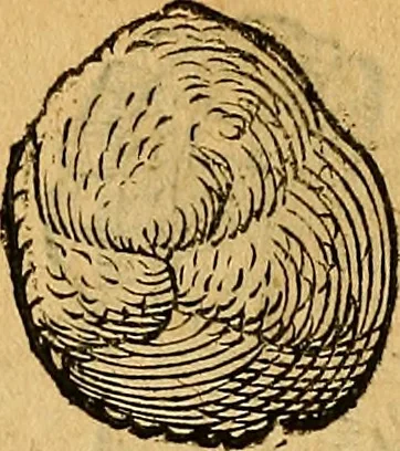 An illustration from Historia novi et admirabilis fontis balneique Bollensis in Ducatu Wirtembergico ad acidulas Goepingenses : mandato illustris. principis ac D.D. Frid. Ducis Vvirtemberg. et Teccensis. Comitis Montisbelig. &c. ac Equ. Ord. Reg. Gall. ad subditorum omniumqu[e] vicinorum & exterorum emolumentum ob vires insignes adornati,, 1598, leaf 395