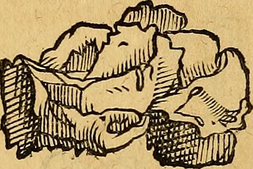 An illustration from Historia novi et admirabilis fontis balneique Bollensis in Ducatu Wirtembergico ad acidulas Goepingenses : mandato illustris. principis ac D.D. Frid. Ducis Vvirtemberg. et Teccensis. Comitis Montisbelig. &c. ac Equ. Ord. Reg. Gall. ad subditorum omniumqu[e] vicinorum & exterorum emolumentum ob vires insignes adornati,, 1598, leaf 399