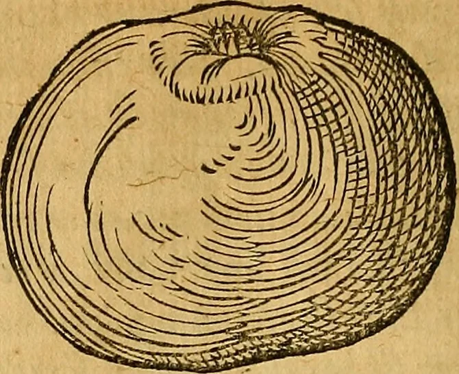 An illustration from Historia novi et admirabilis fontis balneique Bollensis in Ducatu Wirtembergico ad acidulas Goepingenses : mandato illustris. principis ac D.D. Frid. Ducis Vvirtemberg. et Teccensis. Comitis Montisbelig. &c. ac Equ. Ord. Reg. Gall. ad subditorum omniumqu[e] vicinorum & exterorum emolumentum ob vires insignes adornati,, 1598, leaf 401